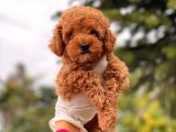 Mi̇ni̇ Toy Poodle Di̇şi̇ Bebeği̇mi̇z
