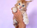 Show Class Red Mainecoon Erkek