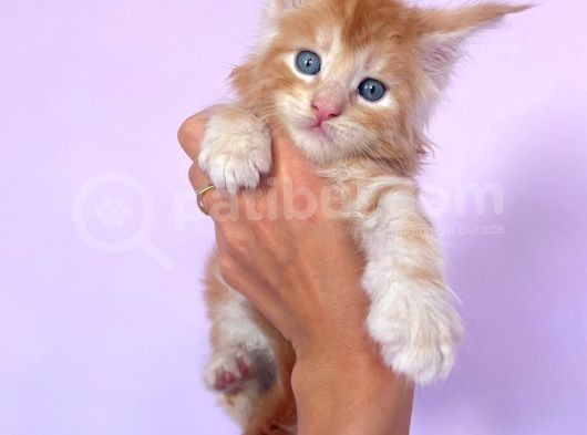 Show Class Red Mainecoon Erkek görsel