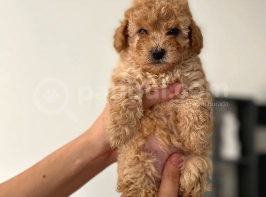 2.5 Aylık Erkek Ve Dişi Toy Poodle Yavrular