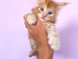 Show Class Red Mainecoon Erkek