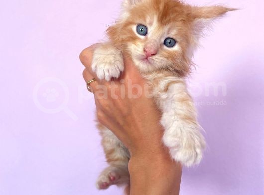 Show Class Red Mainecoon Erkek görsel