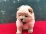 Chow Chow Dişi Yavrumuz Yeni Ailesini Bekliyor