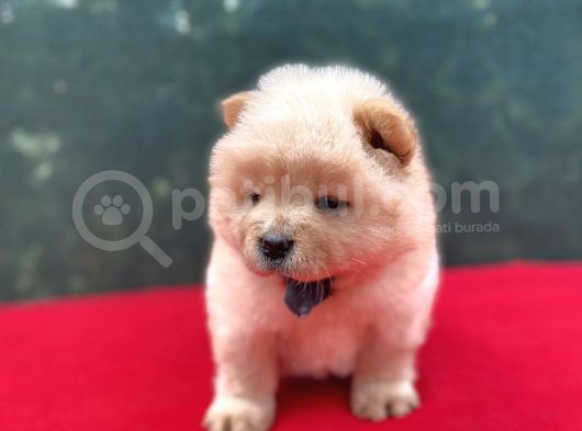 Chow Chow Dişi Yavrumuz Yeni Ailesini Bekliyor görsel