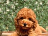 Toy Poodle Yavrular