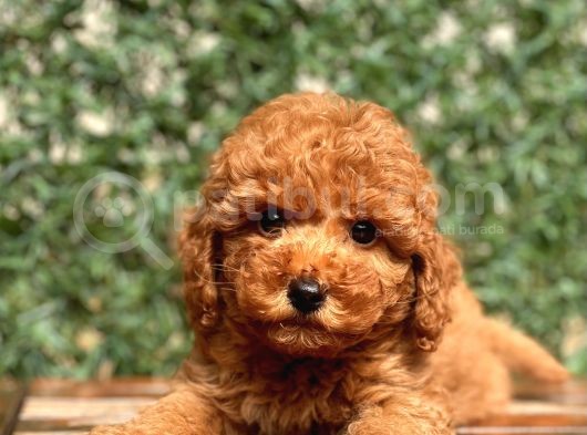 Toy Poodle Yavrular görsel