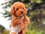 Mi̇ni̇ Toy Poodle Di̇şi̇ Bebeği̇mi̇z
