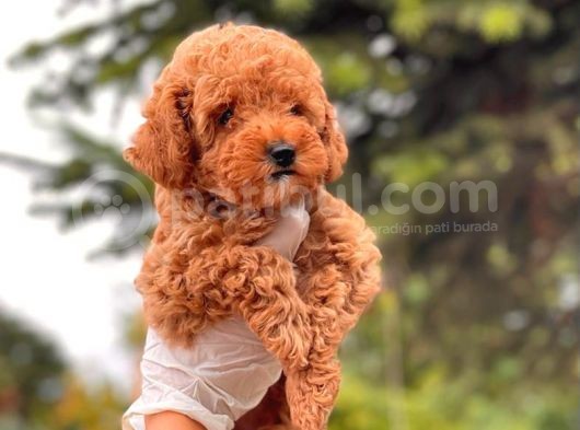 Mi̇ni̇ Toy Poodle Di̇şi̇ Bebeği̇mi̇z görsel