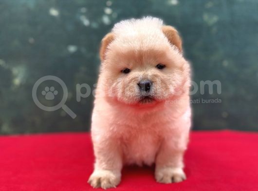Chow Chow Dişi Yavrumuz Yeni Ailesini Bekliyor