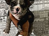 Yüksek Kali̇te Merle Erkek French Bulldog