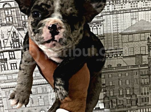 Yüksek Kali̇te Merle Erkek French Bulldog