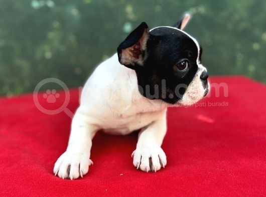 Dişi French Bulldog Yavrumuz Yeni Ailesini Bekliyor görsel