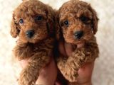 Red Toy Poodle Bebekler