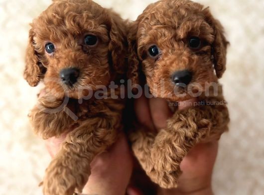 Red Toy Poodle Bebekler