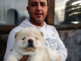 Ruhsatlı Köpek Çiftliginden Chow Chow Yavruları