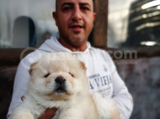 Ruhsatlı Köpek Çiftliginden Chow Chow Yavruları