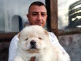 Ruhsatlı Köpek Çiftliginden Chow Chow Yavruları