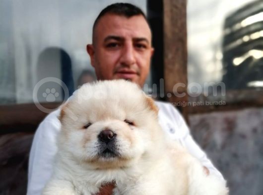 Ruhsatlı Köpek Çiftliginden Chow Chow Yavruları görsel