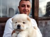 Ruhsatlı Köpek Çiftliginden Chow Chow Yavruları
