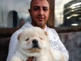 Ruhsatlı Köpek Çiftliginden Chow Chow Yavruları