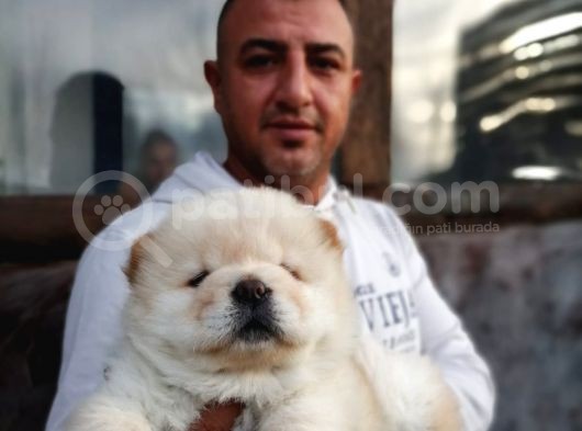 Ruhsatlı Köpek Çiftliginden Chow Chow Yavruları görsel