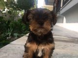 Mükemmel Kalite Yorkshire Terrier