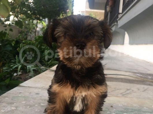 Mükemmel Kalite Yorkshire Terrier