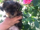 Mükemmel Kalite Yorkshire Terrier