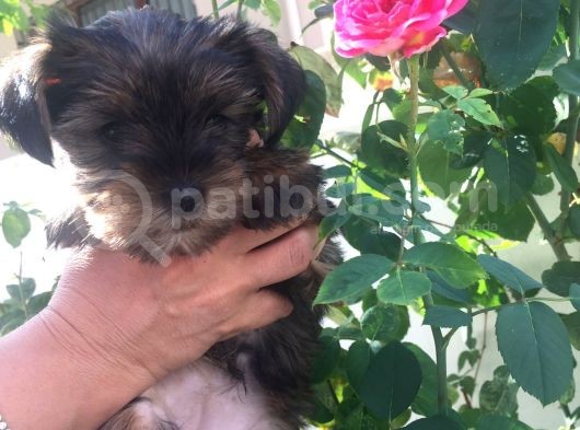 Mükemmel Kalite Yorkshire Terrier görsel