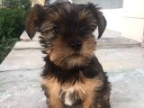 Mükemmel Kalite Yorkshire Terrier