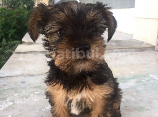 Mükemmel Kalite Yorkshire Terrier görsel