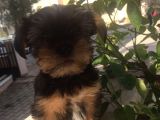 Mükemmel Kalite Yorkshire Terrier