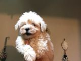 Aşılı Garantili Orjinal Sıfır Numara Maltipo Kuzucuklarım