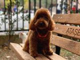 Toy Garanti Yetişkin Red Brown Poodle
