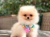 Pomeranian Boo Teddy Bear
