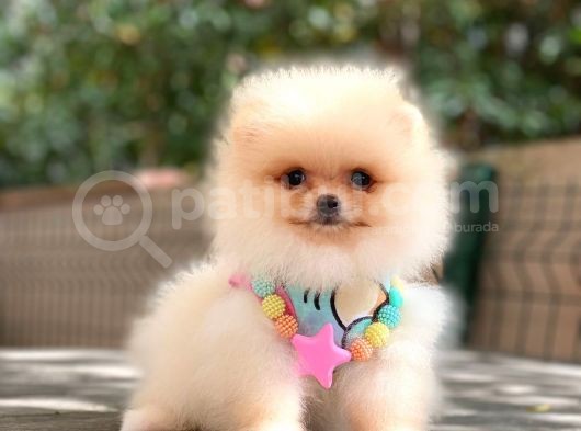 Pomeranian Boo Teddy Bear