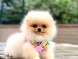 Pomeranian Boo Teddy Bear