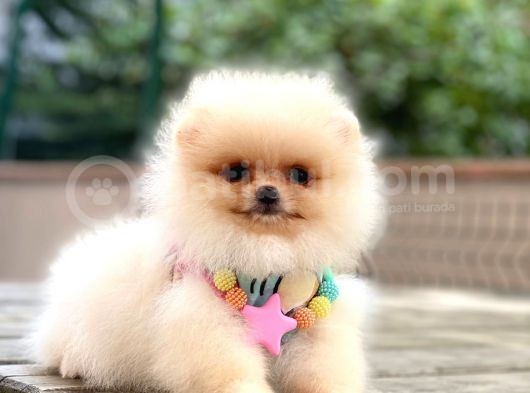 Pomeranian Boo Teddy Bear görsel