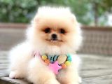 Pomeranian Boo Teddy Bear