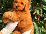 Poodle Ayarin Da Red  Malti̇poo Yavrularimiz