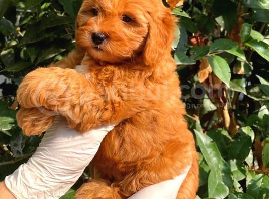 Poodle Ayarin Da Red  Malti̇poo Yavrularimiz