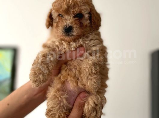 Muhteşem Kali̇te Red Toy Poodle Yavrularimiz görsel