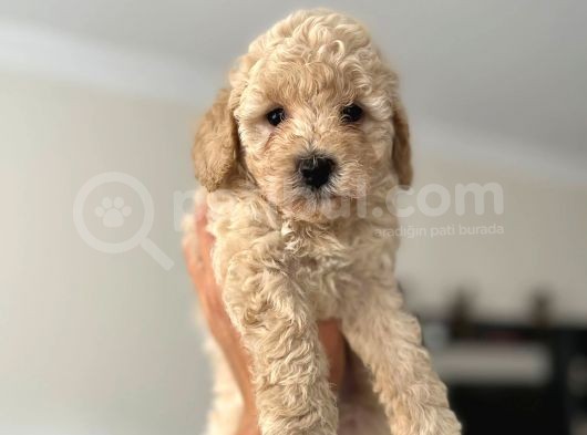 Apri̇cot Toy Poodle Yavrularimiz