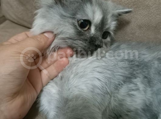 Duman'A Acil Yuva görsel