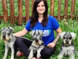 Minyatür Schnauzer Yavru