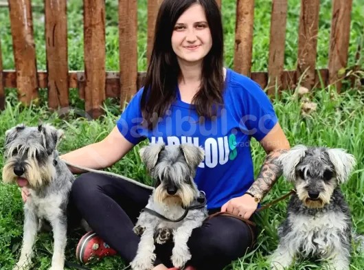 Minyatür Schnauzer Yavru görsel