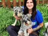 Minyatür Schnauzer Yavru
