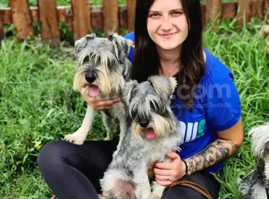 Minyatür Schnauzer Yavru görsel