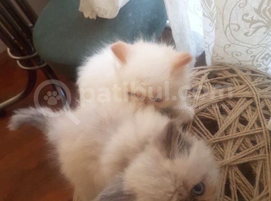 Erkek Dişi Show Kalite İran Kedisi Yavruları görsel