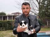 Ruhsatlı Köpek Çiftliginden Border Collie Yavruları